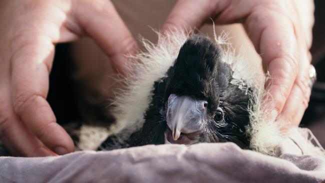 A glossy black cockatoo hatchling ahead of its first health check. Picture: Josiah Atkins