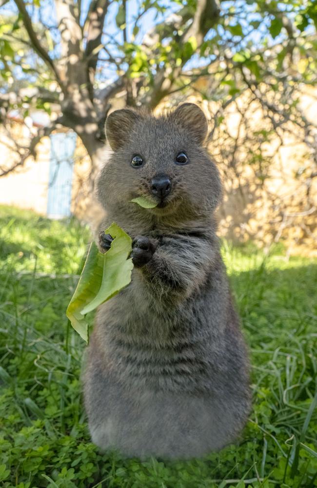 Quokkas need to be treated with respect, says the wildlife photographer. Picture: Suzana Paravac/@CruzySuzy/Instagram