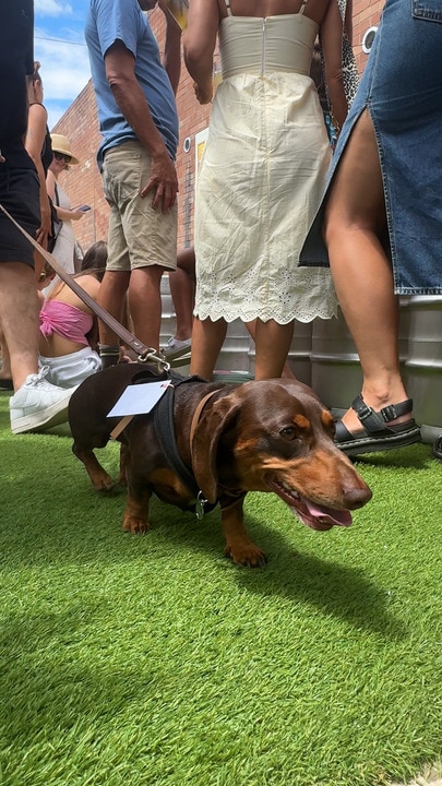 Dachshund racing at Brookiefest