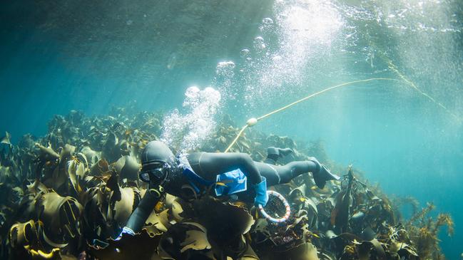 Abalone divers and other fishers are about to regain their rights to harvest abalone on two of Victoria’s most valuable reefs.