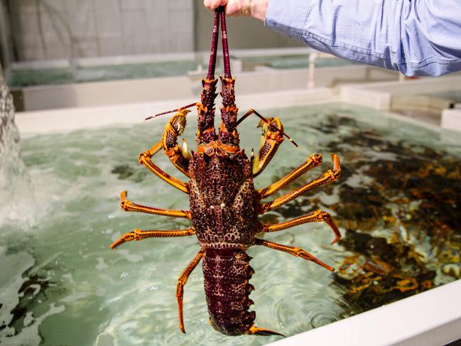 Andrew Ferguson, Managing Director Ferguson Australia Group which is a large exporter of South Australian Rock Lobsters. Adelaide, Wednesday, November 4, 2020. (The Australian/ Morgan Sette)