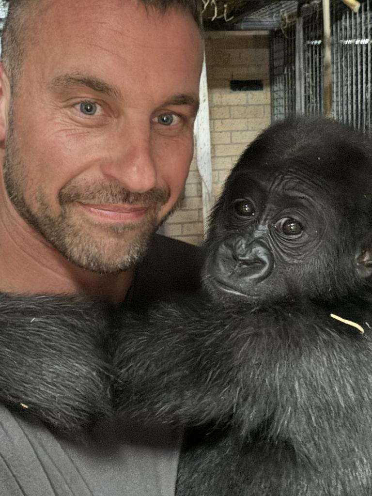 Red tape stops baby gorilla Kaius making gradual move into adult ...