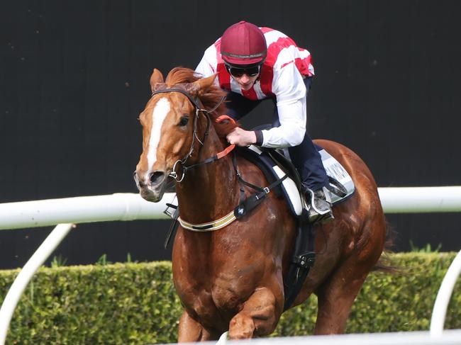 Embargoed for The Daily telegraph. 19.8.2024 Barrier Trial 3.  Giga Kick,  Barrier Trials at Royal Randwick Racecourse for some Everest Runners. Picture: Rohan Kelly