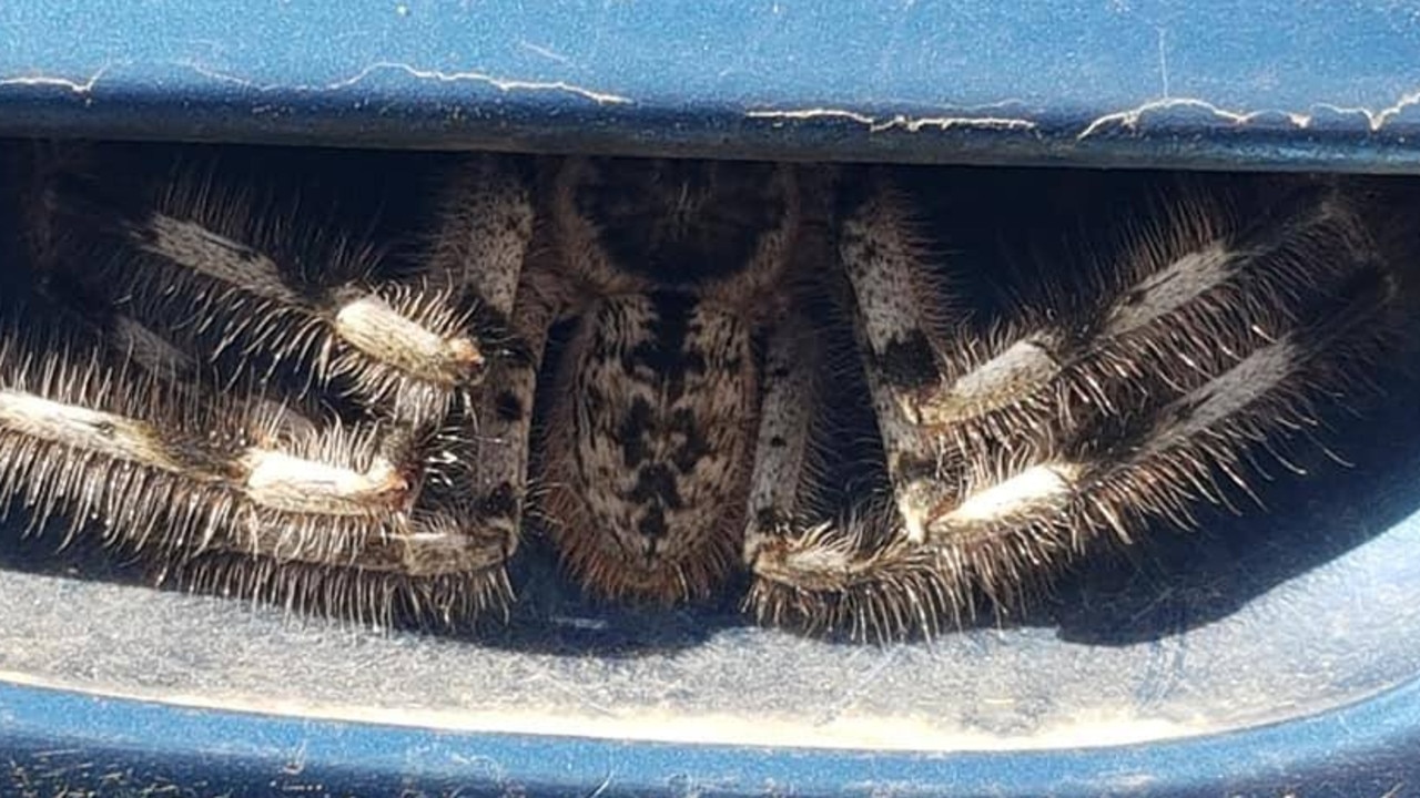 Armidale woman finds huge huntsman spider under car door handle