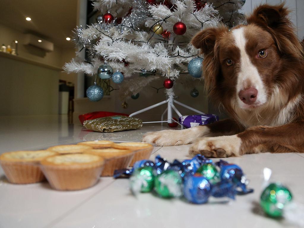 Whitfield border collie Cappucci restrains from eating Christmas treats that are bad for dogs. PICTURE: STEWART MCLEAN