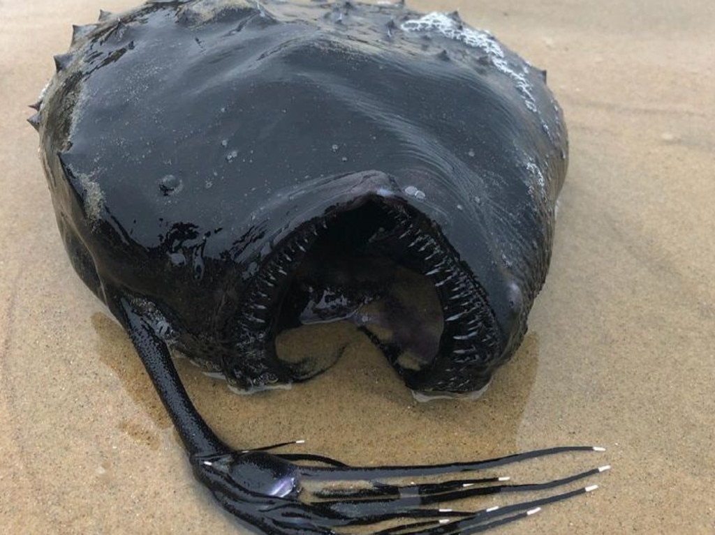 If you thought stepping on a washed-up stingray in the sand was enough to cack your dacks, be thankful you don’t live in southern California.