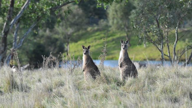 Hikers are never alone at Plenty Gorge Park.