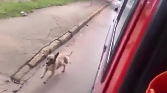 Dog Chases Ambulance With Homeless Owner In It