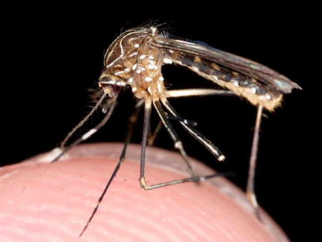 A generic photo of a mosquito on the tip of a finger.