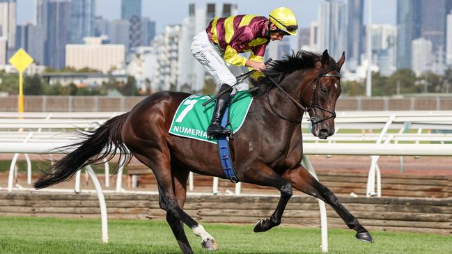 Numerian (IRE) on the way to the barriers prior to the running of the TAB Australian Cup at Flemington Racecourse on March 25, 2023 in Flemington, Australia. (Photo by George Sal/Racing Photos via Getty Images)