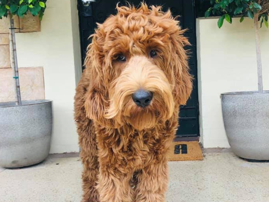 Eddie the Australian Cobberdog has been named SA’s cutest dog in the 2019 Puppy Power list. Picture: Krystal Savage