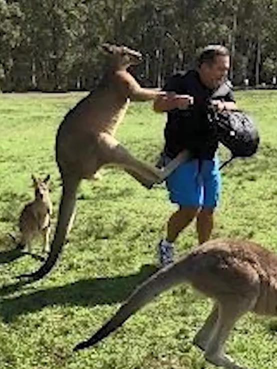 Kangaroos can get aggressive when looking for food. Picture: Facebook