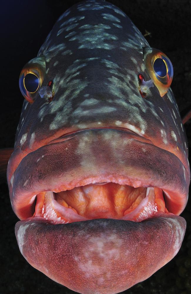 Highly commended category 5... Portrait. Kiss me! El Bajón is an impressive dive located at El Hierro Island marine reserve and, due to its non fishing status in the area, some dusky groupers (Epinephelus marginatus) have been able to grow and reach large sizes (the species is classified as endangered in the IUCN Red List). It is interesting that these large specimens have grown accustomed to divers and, sometimes, they let photographers get close, or very close, like in this picture (other times they just ignore all divers). It is a pleasure just being able to dive with these giants and it is even better when they collaborate and stand looking at their reflection on the dome port for some minutes, letting the photographer experiment with light and composition. Picture: David Barrio/Spain /UPY 2017