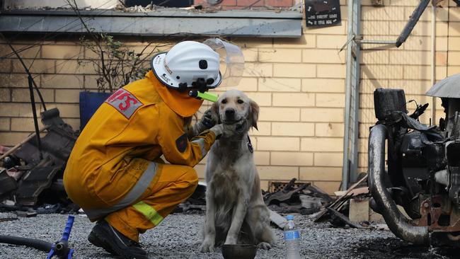 Paracombe and Tea Tree Gully CFS rescue dogs from the Tea Tree Gully Boarding Kennel and Cattery . Pictured Tea Tree Gully CFS Vollunteer Olivia Kricskovics checks on a dog after her crew frees it from the kennel. Picture Dylan Coker