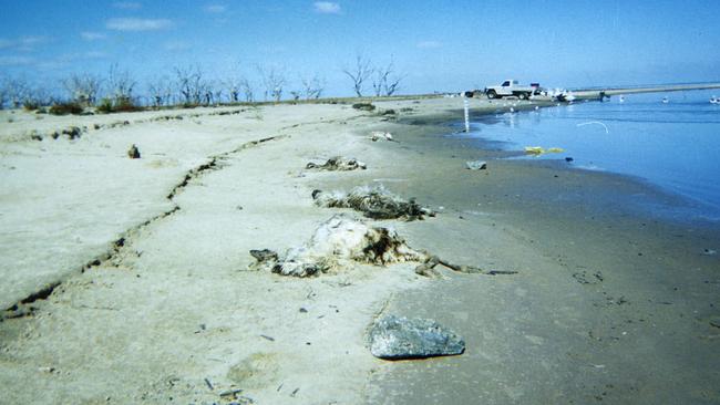 Dead emus along Menindee Lakes inlet regulator, NSW.