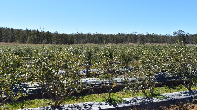 Mountain Blue River Run blueberry farm near Tabulam.