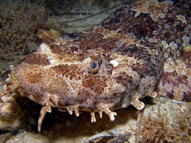 Wobbegong sharks don’t have sharp teeth but will certainly try to hold you accountable for treading on them, Prof Barrett said.