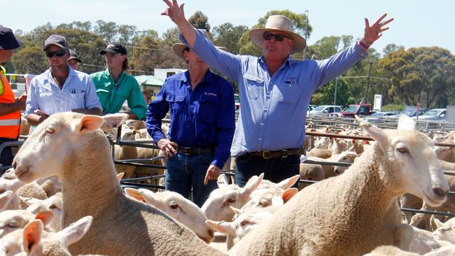 Tight selling: Wet weather has led to smaller yardings for lamb and mutton, with heavier sucker lambs up 50c/kg on a week ago, according to the National Livestock Reporting Service.