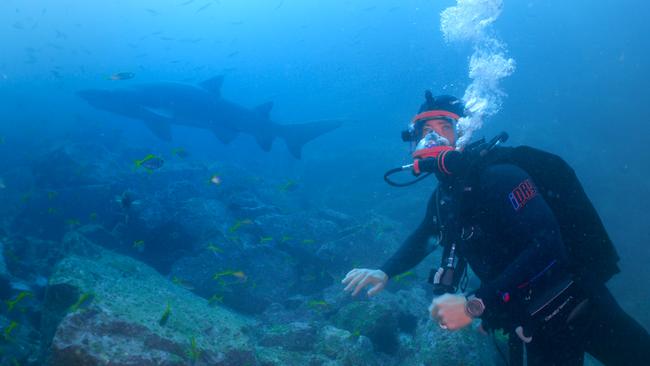 Chris Hemsworth with a grey nurse off Fish Rock on the NSW mid-north coast. Picture: National Geographic