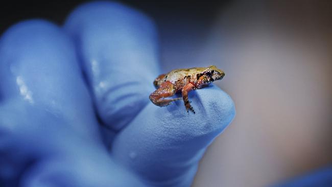 Tiny frogs have big role to play in planet's future