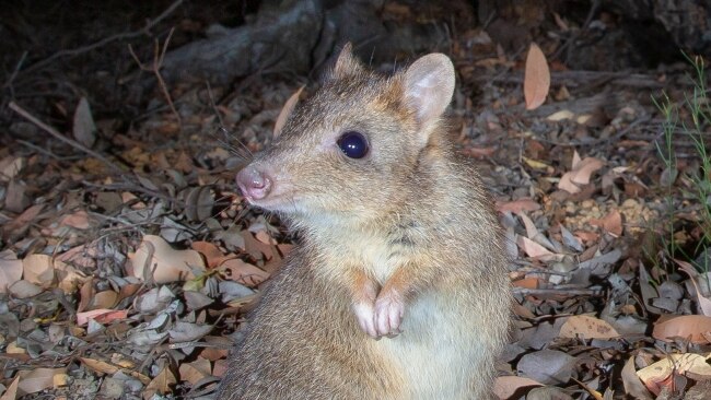 Top 10 wildlife tours to see Australian animals | escape.com.au