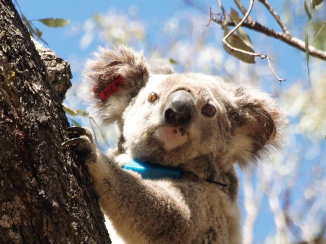 How deadly virus is spreading across Qld, NSW koalas