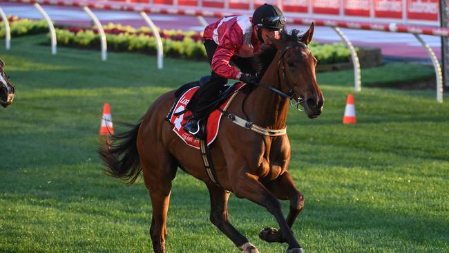 Jockey William Pike rode Arcadia Queen in her Cox Plate workout at The Valley. Picture: Getty Images