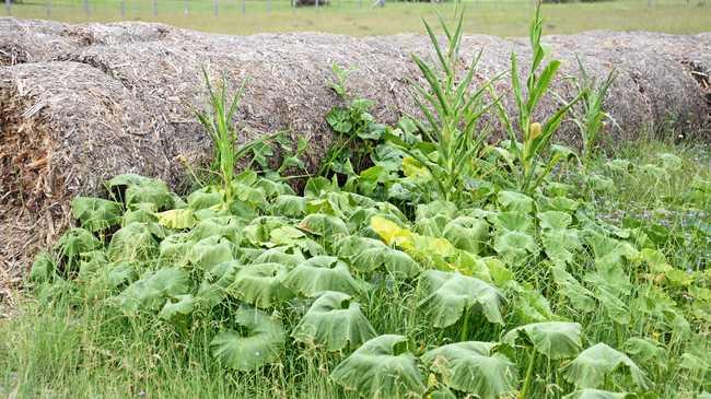 The seeds from the corn stubble have started a vegie garden at Greymare. Picture: Gerard Walsh