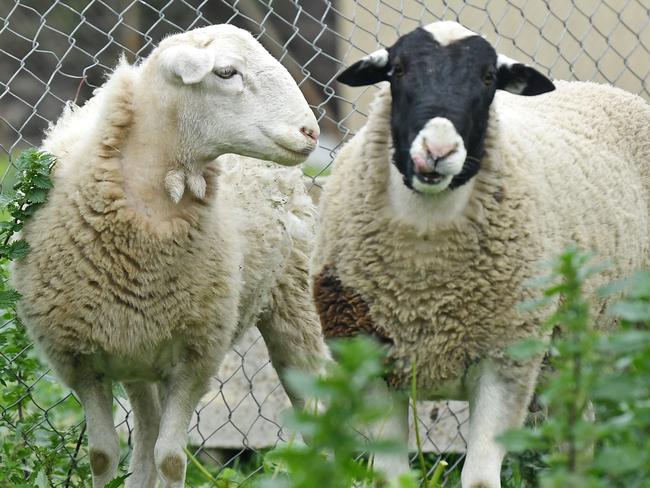 22/07/20 - RSPCA Lonsdale have 2 sheep that were found in Henley beach are now up for adoption as nobody has claimed them. Picture: Tom Huntley