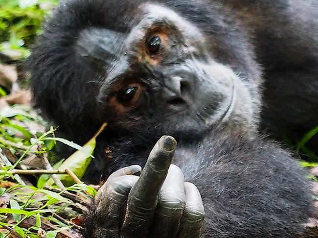 Wilderness Speaks! Picture: Gil Gofer/Comedy Wildlife Photographer Awards