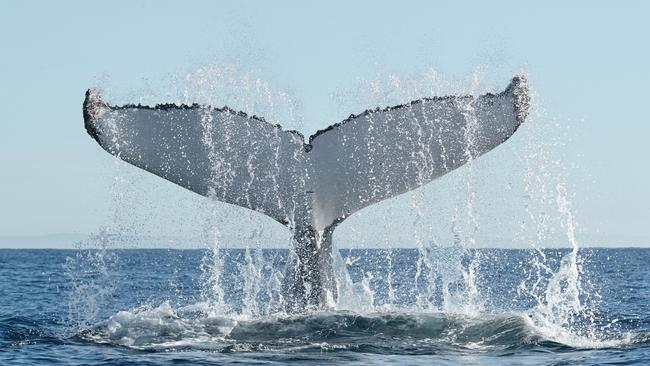 Humpback whales migrating past the Gold Coast. Humpbacks and Highrises expedition. Picture: Mark Buckley Photography.