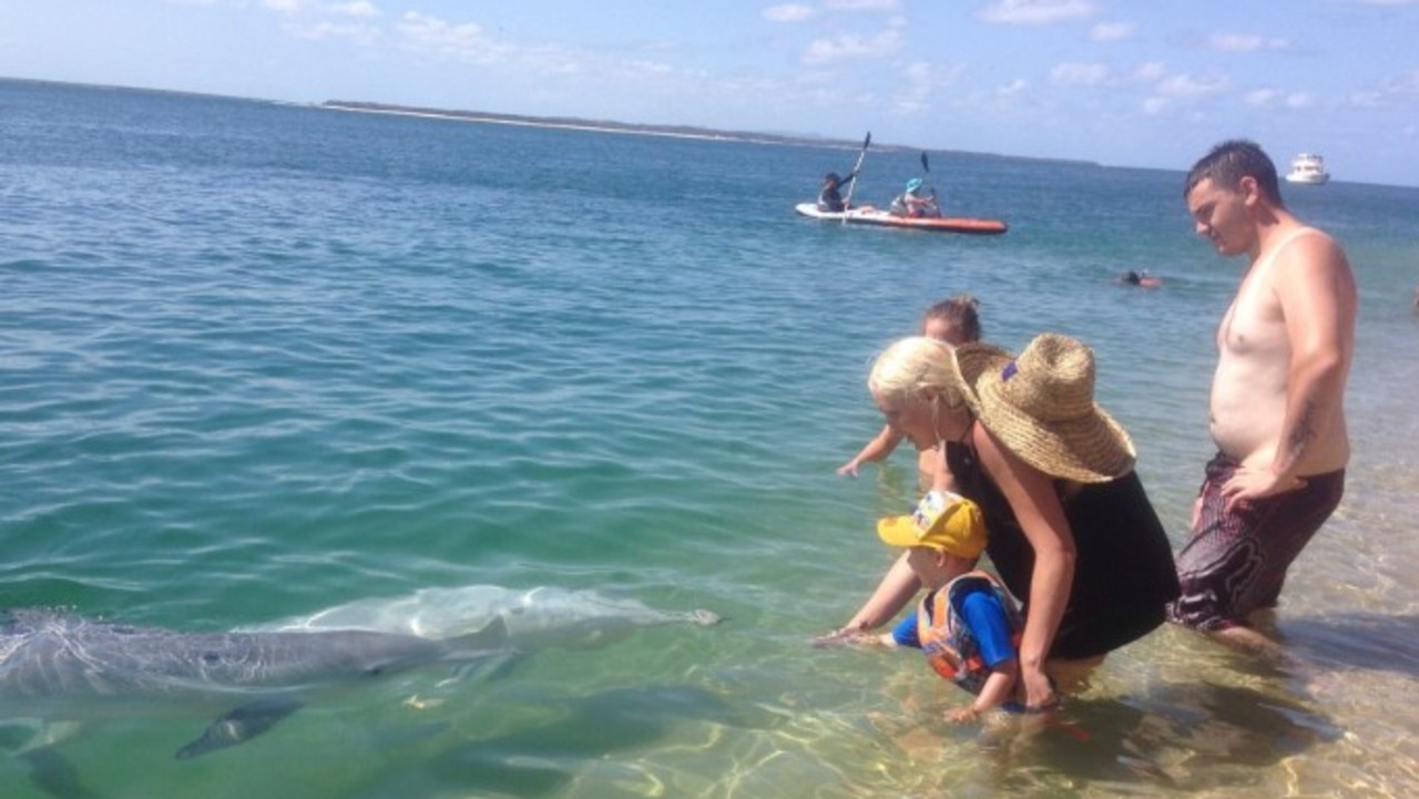 Dolphins ditch Straddie after electric paddleboard noise