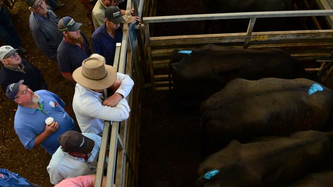 Feedlot buyers dominated at yesterday’s Pakenham store cattle sale. File picture: Zoe Phillips