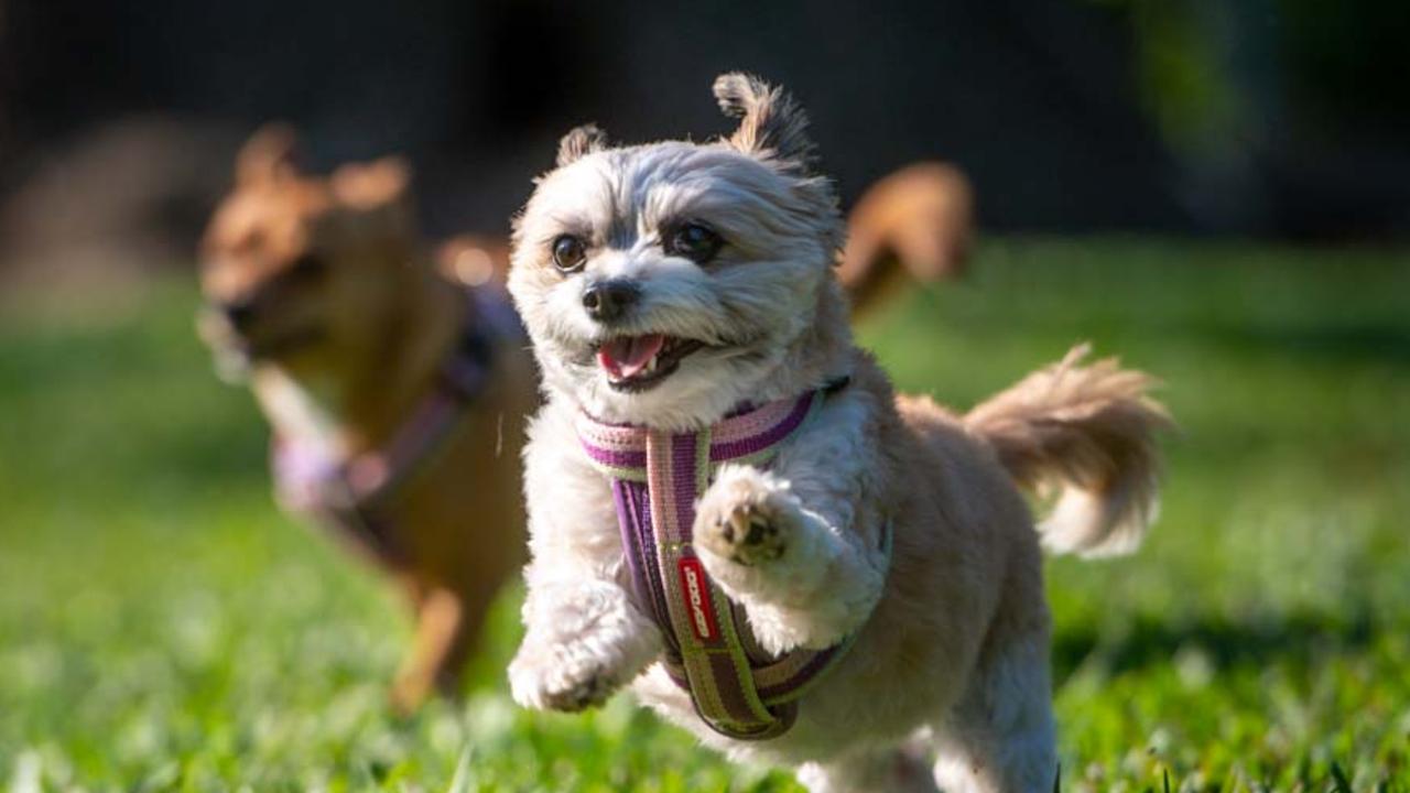 Darwin Council provides shortlist of five options for a dog park | NT News