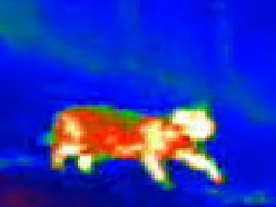 Still thermal images of feral cat please Thermal image of a cat. Supplied. DronePro.