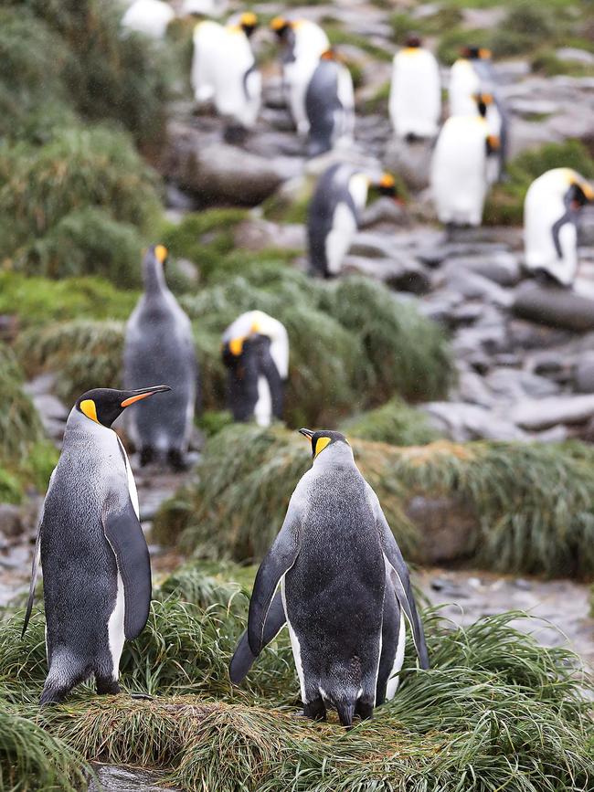 King penguins on Macquarie Island. Picture: Ryan Osland