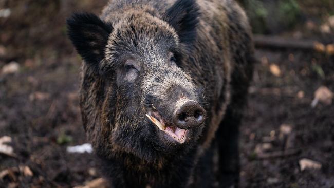 06 April 2022, Bavaria, Mehlmeisel: The wild boar boar "Putin" weighing about 200kg stands in its enclosure in the Wildpark Waldhaus Mehlmeisel. The wild boar "Putin" is to be unnamed shortly because of the Russian war of aggression in Ukraine. By online voting, the Wildpark Waldhaus Mehlmeisel, where the wild boar lives, is looking for a new name. The vote runs until Sunday. Photo: Nicolas Armer/dpa (Photo by Nicolas Armer/picture alliance via Getty Images)