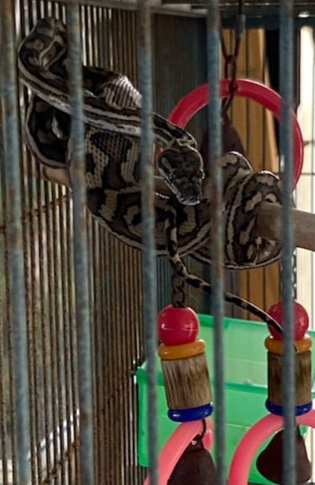 Maximus Jozeljic had his budgie Sybil eaten by a carpet python at his home in Frenchville.