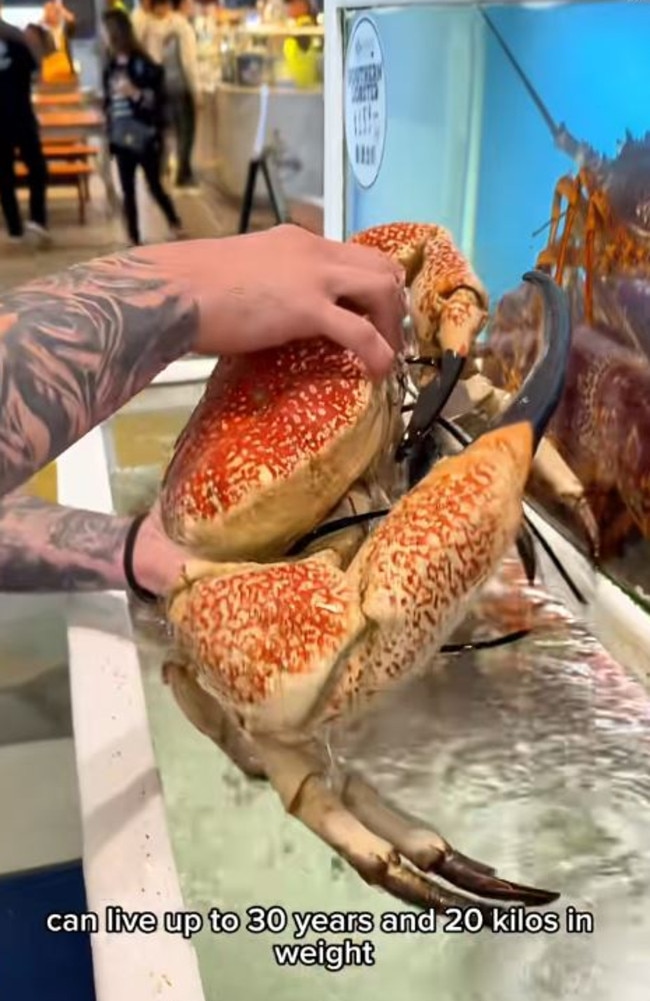 A food blogger has come under fire for his act with a ‘sacred’ Aussie crab. Picture: TikTok/EatingWithTodd