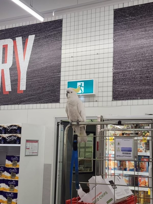 Shoppers are concerned about his safety. Picture: Supplied/2GB