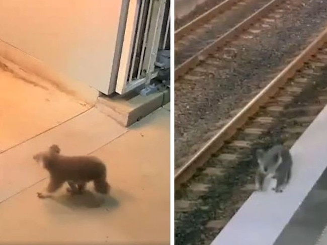 A koala was spotted at a train station in Sydney's southwest. Picture: Transport for NSW.