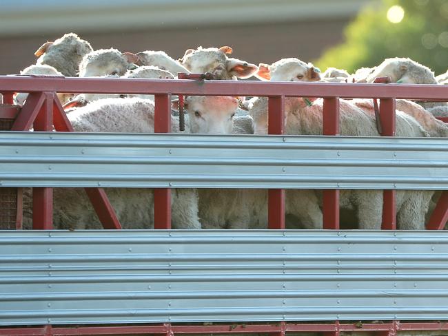 FREMANTLE, AUSTRALIA - JUNE 16: Sheep are seen while being transported to the Al Kuwait in Fremantle Harbour on June 16, 2020 in Fremantle, Australia. The Al Kuwait livestock ship has been ordered to leave Western Australia, after all crew were cleared of COVID-19. The live sheep transporter was stranded at Fremantle Port after 21 of its 48 crew tested positive for coronavirus following its docking in Western Australia on 22 May. The ship was given a departure deadline of Wednesday 17 June, after the final crew members were cleared of having COVID-19 on Monday. The vessel has been granted an exemption to the northern summer live export ban, which began on June 1. (Photo by Paul Kane/Getty Images)