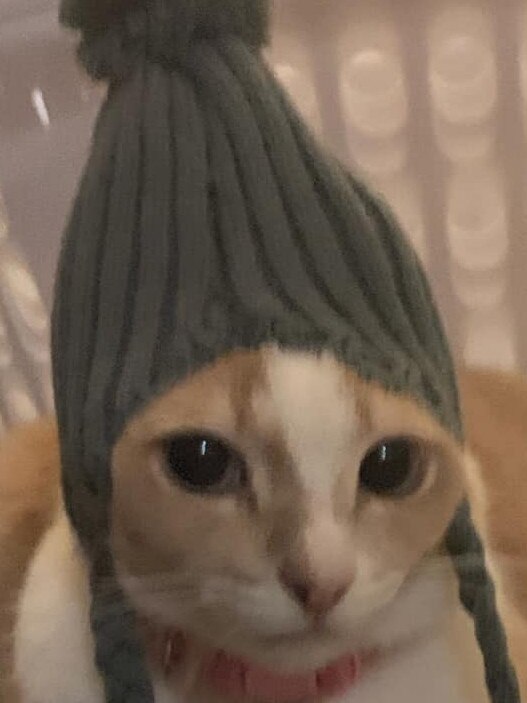 Boo Boo is really impressed with her new beanie. International Cat Day. Reader pet photos. Picture: Debbie Burnett