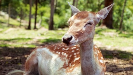 A deer at Lyell Deer Sanctuary, Mt Samson.