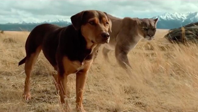 Bella and Big Kitten in A Dog's Way Home.