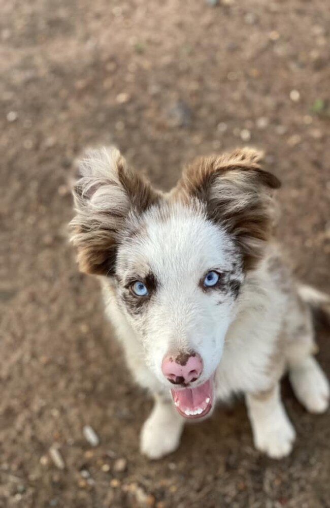 Tito: Brandy-Lee Stutz's 17 week old Merle Border Collie