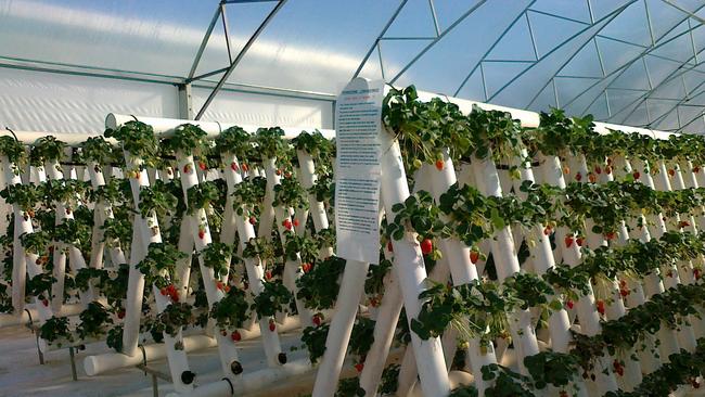 A frames of strawberries growing inside Ricardoes Tomatoes greenhouse. Picture: supplied