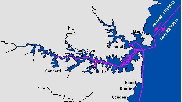 This map shows a tagged bull shark swimming close to Mosman’s beaches. Picture: Department of Primary Industries