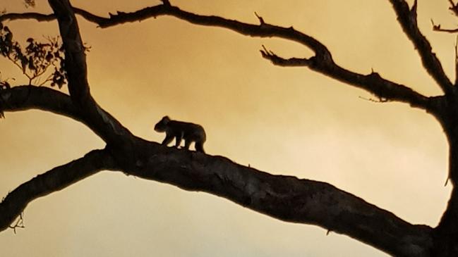 Koala flipped in paint - weekly times
