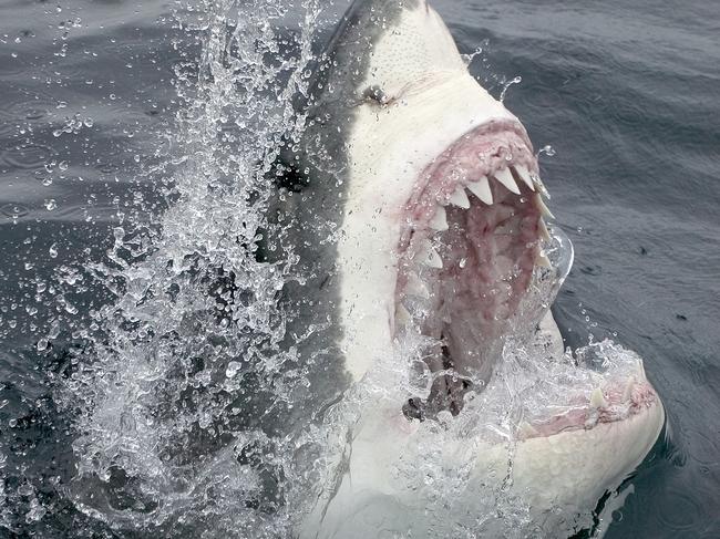 Great White Shark Emerging From the Water